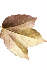 Fototapeta premium Wet autumn leaf closeup isolated on white background