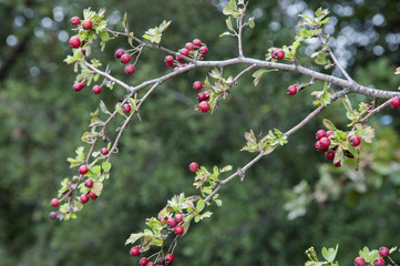 Obraz premium frutos de la planta