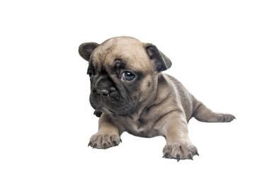 Obraz premium puppy french bulldog