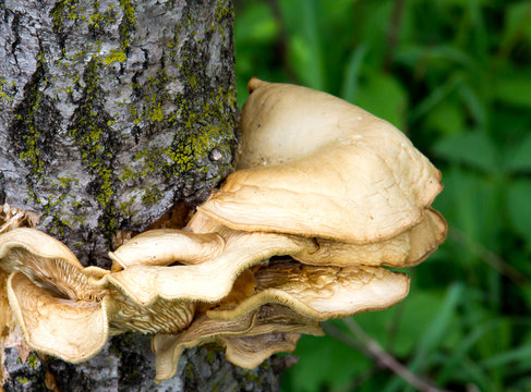 Mushrooms Attached to Side of Tree