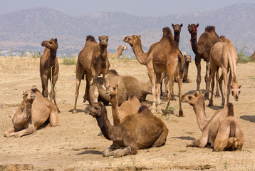 Camel at the Pushkar Fair ( Pushkar Camel Mela ), India