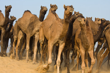 Camel at the Pushkar Fair ( Pushkar Camel Mela ), India