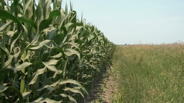 Sounds of Corn Field in Wind