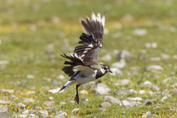 Kiebitz (Vanellus vanellus)