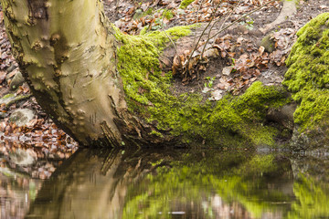 Spiegelung bemooster Bäume im Spiegelteich