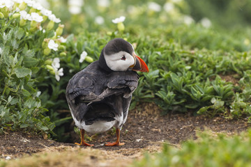 Papageitaucher (Fratercula arctica)