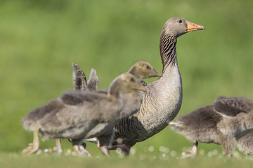 Graugansküken (Anser anser) auaf einer Wiese