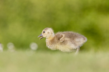 Graugansküken (Anser anser) auaf einer Wiese