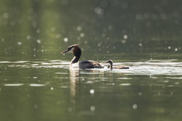 Haubentaucher (Podiceps cristatus) auf dem See