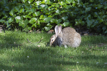 Wildkaninchen (Oryctolagus cuniculus)