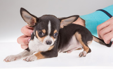 portrait of a cute purebred puppy chihuahu