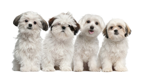 Group of Shih Tzu and Maltese puppy sitting and looking