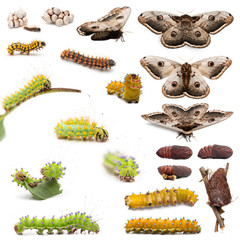 Complete evolution of Giant Peacock Moth, Saturnia pyri