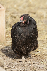 Haushuhn (Gallus gallus domesticus)