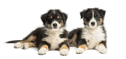 Two Australian Shepherd puppies, 2 months old, lying