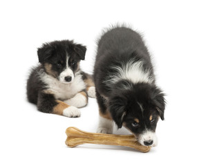 Two Australian Shepherd puppies, 2 months old,  one watching