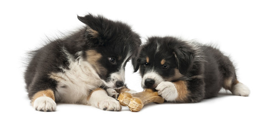 Fototapeta premium Two Australian Shepherd puppies, 2 months old, lying