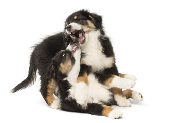Two Australian Shepherd puppies, 2 months old, play fighting
