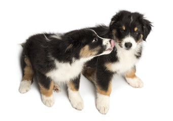 High view of Two Australian Shepherd puppies, 2 months old