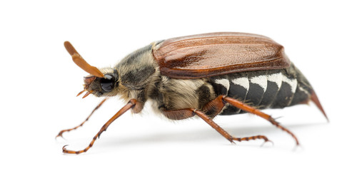Side view of Male Cockchafer, Melolontha melolontha