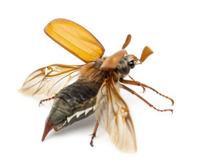 Male Cockchafer, Melolontha melolontha, flying