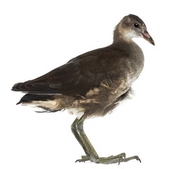 Common Moorhen, Gallinula chloropus