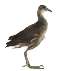 Naklejka premium Common Moorhen, Gallinula chloropus