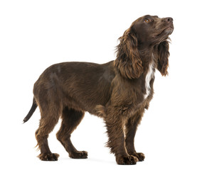 Working Cocker Spaniel , 2 years old, looking up