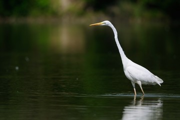 Airone bianco maggiore
