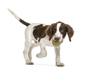 English Springer Spaniel walking with tennis ball in its mouth