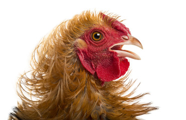Close-up of Crossbreed rooster, Pekin and Wyandotte
