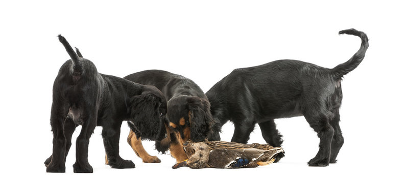 Working Cocker Spaniel puppies sniffing dead duck