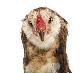 Close-up of an Araucana, 5 months old, against white background
