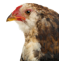 Close-up of an Araucana, 5 months old, against white background