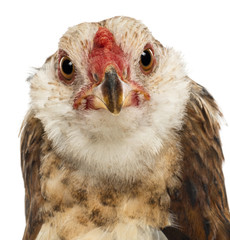 Close-up of an Araucana, 5 months old, looking at camera