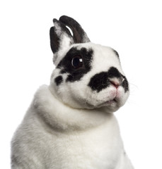 Close-up of Dalmatian Rabbit against white background