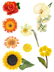 collection of yellow and red flowers isolated on white