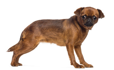 Obraz premium Griffon Bruxellois, 2 years old, looking at camera