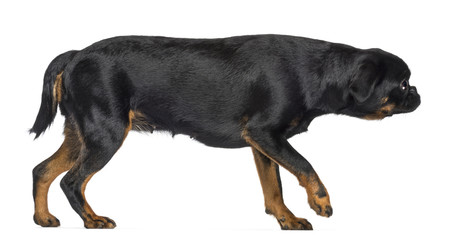 Obraz premium Side view of Griffon Bruxellois, 2 years old, walking