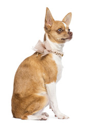 Chihuahua, 7 months old, wearing lace collar, sitting
