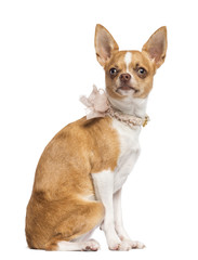 Chihuahua, 7 months old, wearing lace collar, sitting