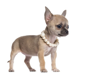 Chihuahua puppy, 4 months old, wearing pearl necklace