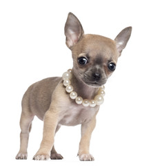 Chihuahua puppy, 4 months old, wearing pearl necklace