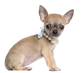 Chihuahua puppy, 4 months old, wearing pearl necklace