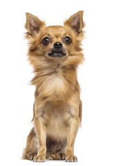 Chihuahua sitting and looking away against white background