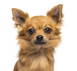 Close-up of Chihuahua looking at camera against white background