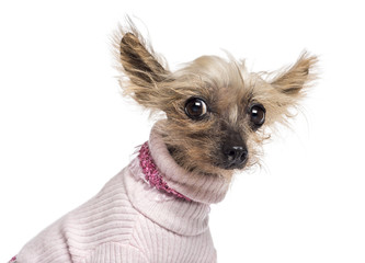 Chinese Crested Dog, 10 years old, dressed in pink