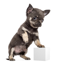 Chihuahua puppy, 7 weeks old, standing on hind legs and leaning