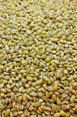 Fototapeta premium Pearl barley