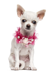 Chihuahua puppy, 4 months old, wearing pink lace collar